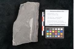 Foto (Objekt + Etikett) von Equisetum arenaceum Jaeg. (NHMW-GEO-2024-0188-10614)